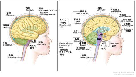 頭部位置|脳の解剖とはたらき